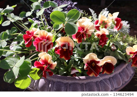 A mixed planting of bicolored frilled violas A mixed planting of bicolored frilled violas 134623494