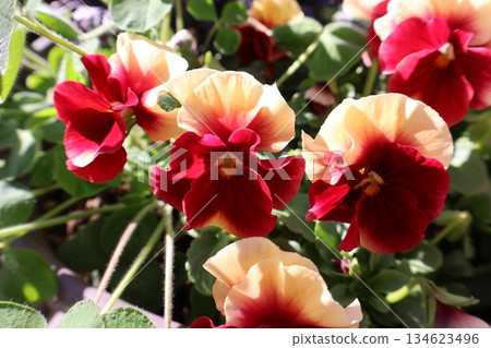 雙色紅褶邊堇菜 雙色紅褶邊堇菜 134623496