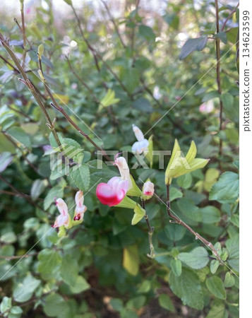 純粉紅鼠尾草花蕾 134623599