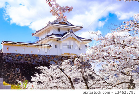 Kofu Castle surrounded by cherry blossoms Kofu Castle surrounded by cherry blossoms 134623795