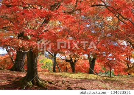 奈良公園東大寺庭院秋葉景色 奈良公園東大寺庭院秋葉景色 134623831