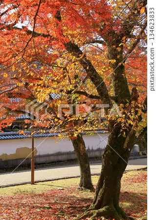 奈良公園東大寺庭院秋葉景色 奈良公園東大寺庭院秋葉景色 134623833