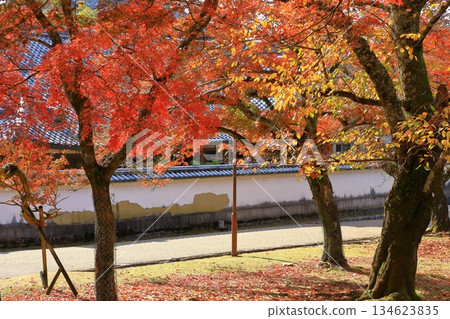 奈良公園東大寺庭院秋葉景色 奈良公園東大寺庭院秋葉景色 134623835