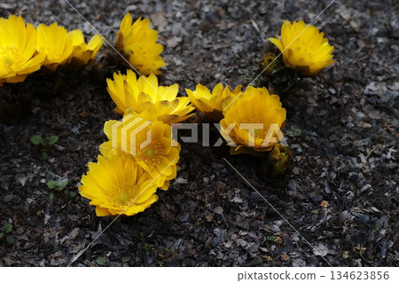 Amur adonis that announces the arrival of spring Amur adonis that announces the arrival of spring 134623856