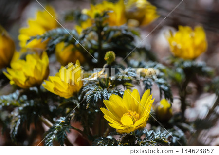 Amur adonis that announces the arrival of spring Amur adonis that announces the arrival of spring 134623857