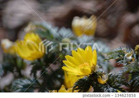 Amur adonis that announces the arrival of spring Amur adonis that announces the arrival of spring 134623858