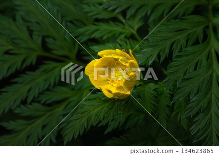 宣布春天到來的阿穆爾人阿多尼斯 134623865