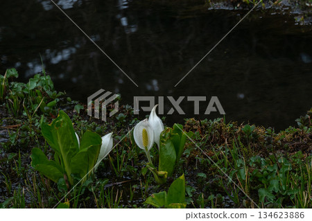 The skunk cabbage that announces the arrival of spring The skunk cabbage that announces the arrival of spring 134623886