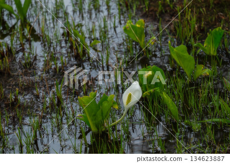 宣告春天到來的臭白菜 134623887