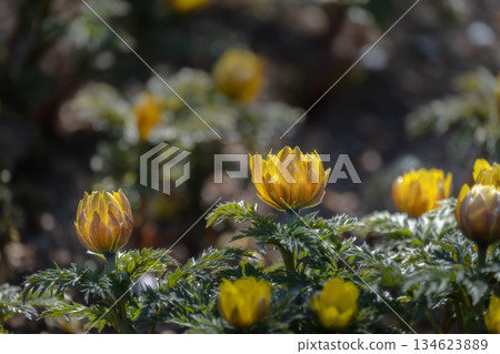 Amur adonis that announces the arrival of spring Amur adonis that announces the arrival of spring 134623889