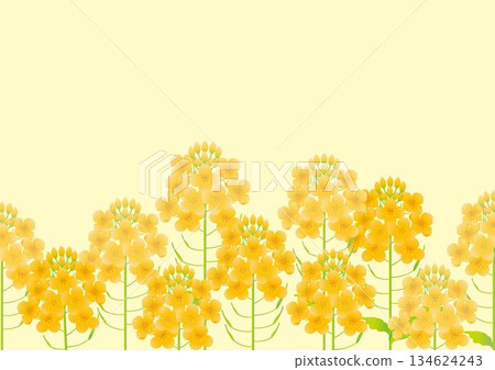 一幅描繪春日油菜花盛開的風景插畫。黃色花框，頂部留有充足的文字空間。 134624243