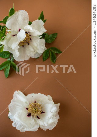 White peony flower on brown texture White peony flower on brown texture 134624298