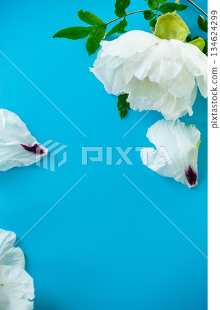 Elegant white peony with empty space for text Elegant white peony with empty space for text 134624299