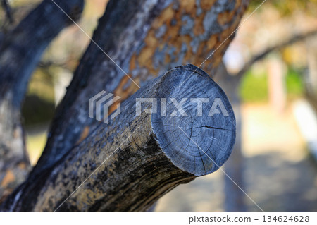 closeup of old cut branch on a tree. The cut is open and gives a look to the brown tree. closeup of old cut branch on a tree. The cut is open and gives a look to the brown tree. 134624628