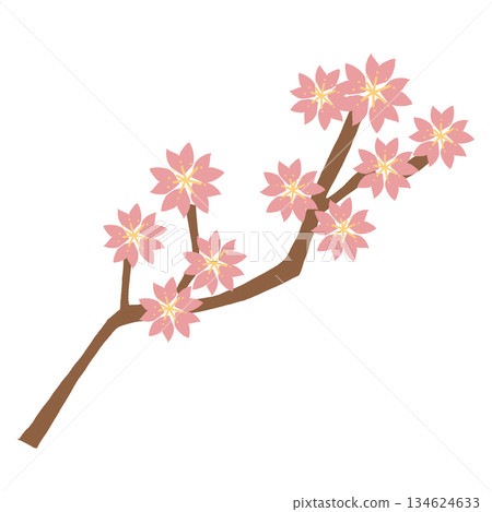 Illustration of a branch of cherry blossoms in full bloom. Spring scenery and cherry blossom viewing design material. Illustration of a branch of cherry blossoms in full bloom. Spring scenery and cherry blossom viewing design material. 134624633