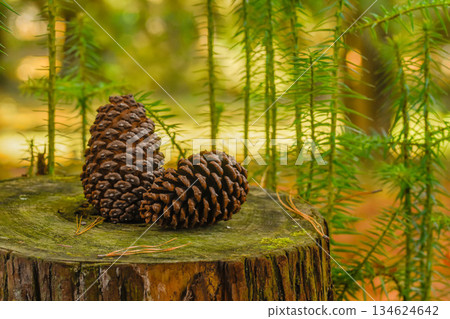 杉木錐體在森林裡 134624642