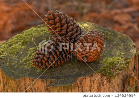 Pine cone in the forest Pine cone in the forest 134624684