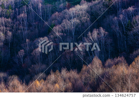 冬天濕透的森林 冬天濕透的森林 134624757