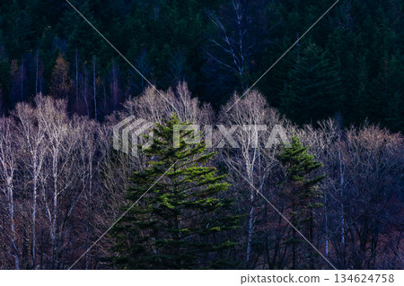 冬天濕透的森林 134624758