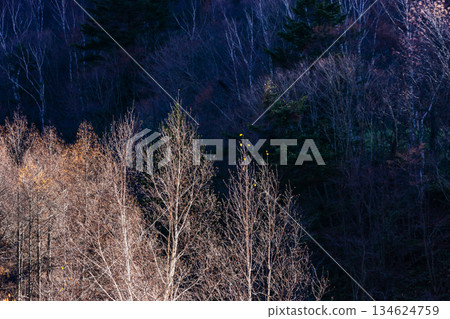 冬天濕透的森林 冬天濕透的森林 134624759