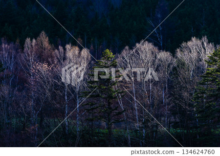 冬天濕透的森林 134624760