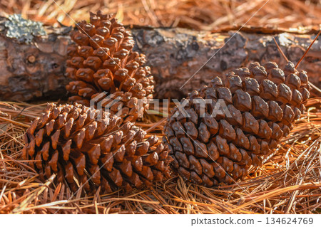 Pine cone in the forest Pine cone in the forest 134624769