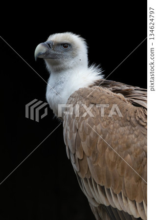 Portrait of griffon vulture (Gyps fulvus) on stump Portrait of griffon vulture (Gyps fulvus) on stump 134624797