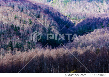 冬天濕透的森林 134624885