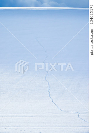 冬日暖陽，北海道美瑛市山坡上可見雪地上留下的動物足跡。 134625172