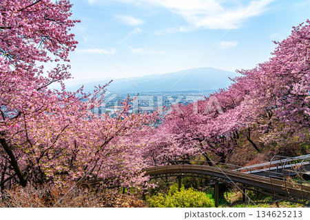 [Kanagawa Prefecture] Kawazu cherry blossoms and cityscape seen from Mt. Matsuda 134625213