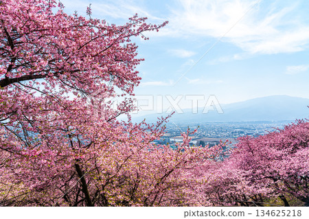 [Kanagawa Prefecture] Kawazu cherry blossoms and cityscape seen from Mt. Matsuda 134625218