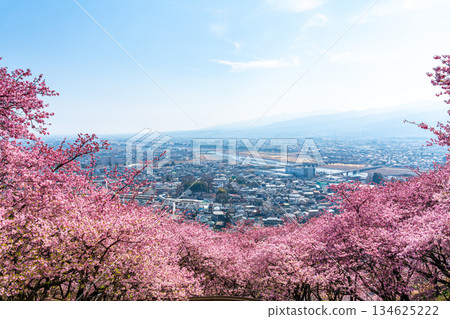 [Kanagawa Prefecture] Kawazu cherry blossoms and cityscape seen from Mt. Matsuda 134625222