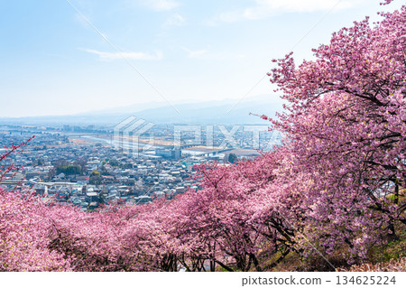[Kanagawa Prefecture] Kawazu cherry blossoms and cityscape seen from Mt. Matsuda 134625224