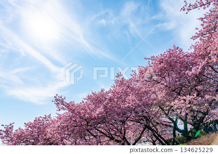 [Kanagawa Prefecture] Vivid Kawazu cherry blossoms bloom on Mount Matsuda 134625229