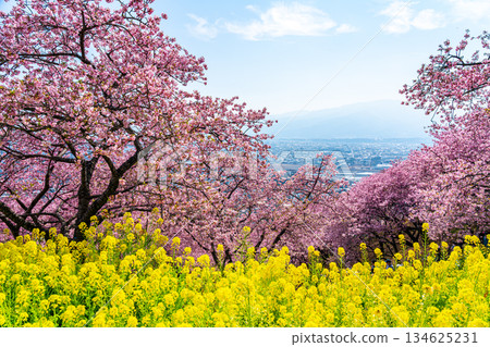 [Kanagawa Prefecture] Kawazu cherry blossoms and rape blossom fields that bloom vividly on Mt. Matsuda 134625231