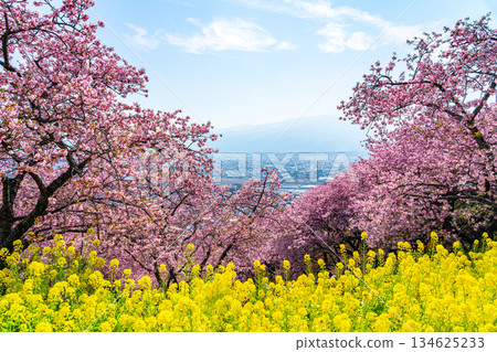 [神奈川縣] 松田山上盛開的河津櫻花和油菜花田 134625233