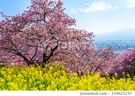 [神奈川縣] 松田山上盛開的河津櫻花和油菜花田 134625235