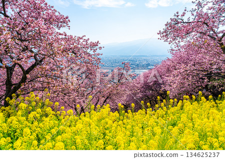 [神奈川縣] 松田山上盛開的河津櫻花和油菜花田 134625237