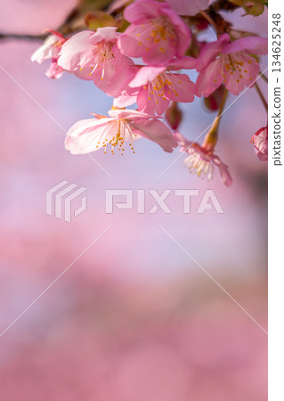 [Kanagawa Prefecture] Vivid Kawazu cherry blossoms bloom on Mount Matsuda 134625248