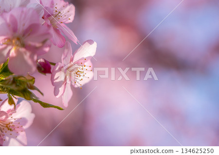 【神奈川縣】松田山上盛開的河津櫻花【神奈川縣】松田山上盛開的河津櫻花 134625250