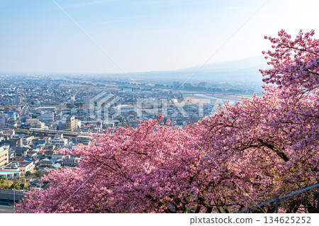 [Kanagawa Prefecture] Kawazu cherry blossoms and cityscape seen from Mt. Matsuda 134625252