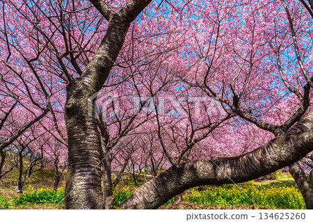 [Kanagawa Prefecture] Kawazu cherry blossoms and rape blossom fields that bloom vividly on Mt. Matsuda 134625260