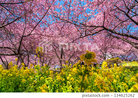 [Kanagawa Prefecture] Kawazu cherry blossoms and rape blossom fields that bloom vividly on Mt. Matsuda 134625262