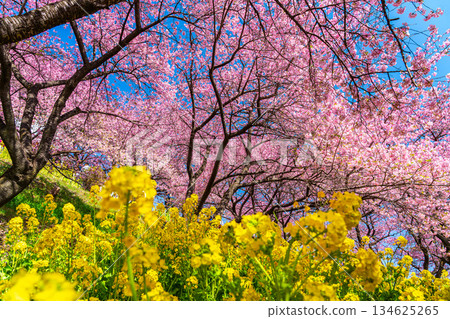 [Kanagawa Prefecture] Kawazu cherry blossoms and rape blossom fields that bloom vividly on Mt. Matsuda 134625265
