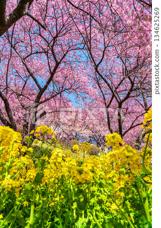 [神奈川縣] 松田山上盛開的河津櫻花和油菜花田 134625269