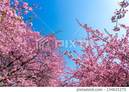 [Kanagawa Prefecture] Vibrant Kawazu cherry blossoms blooming on Mount Matsuda and blue skies 134625273