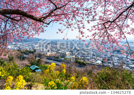 [神奈川縣] 從松田山眺望河津櫻花和街景 134625278