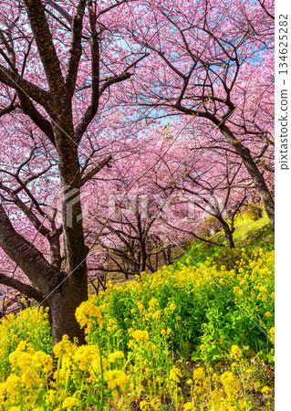 [Kanagawa Prefecture] Kawazu cherry blossoms and rape blossom fields that bloom vividly on Mt. Matsuda 134625282