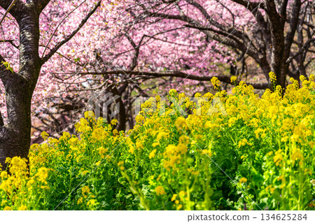 [神奈川縣] 松田山上盛開的河津櫻花和油菜花田 134625284