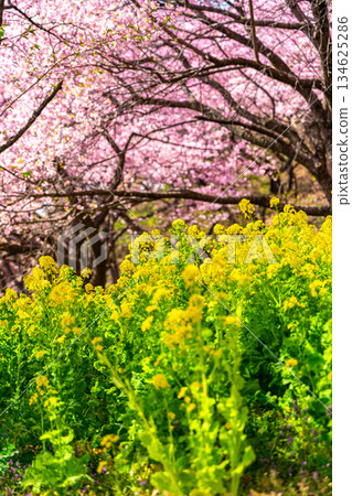 [神奈川縣] 松田山上盛開的河津櫻花和油菜花田 134625286